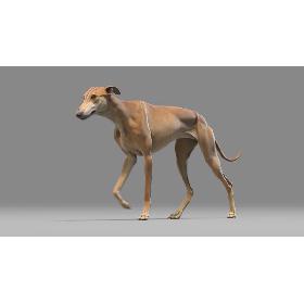 3D Greyhound Animated